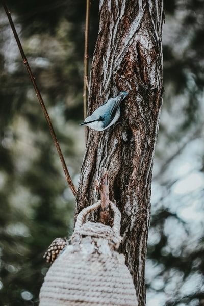 棕色树枝上的蓝白相间的鸟